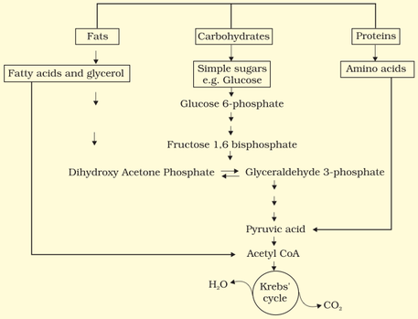 Anabolic pathways cellular respiration